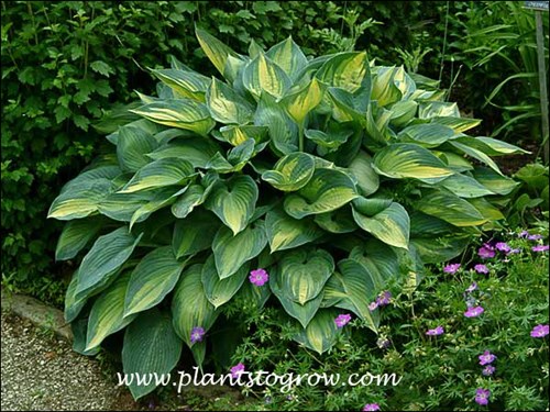 Hosta June sharing space with Geranium sanquineum . (June 6)